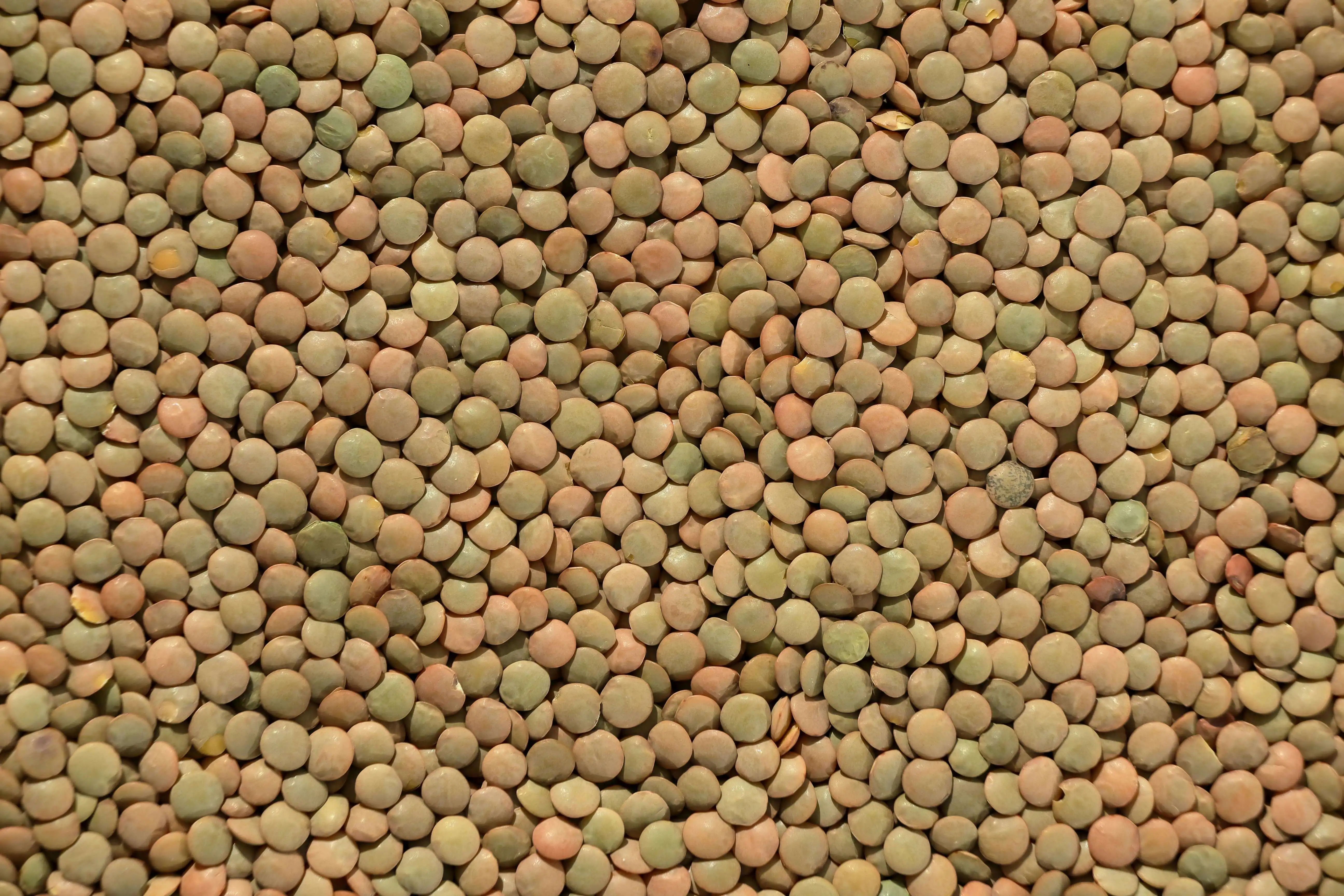 Lentilles vertes
