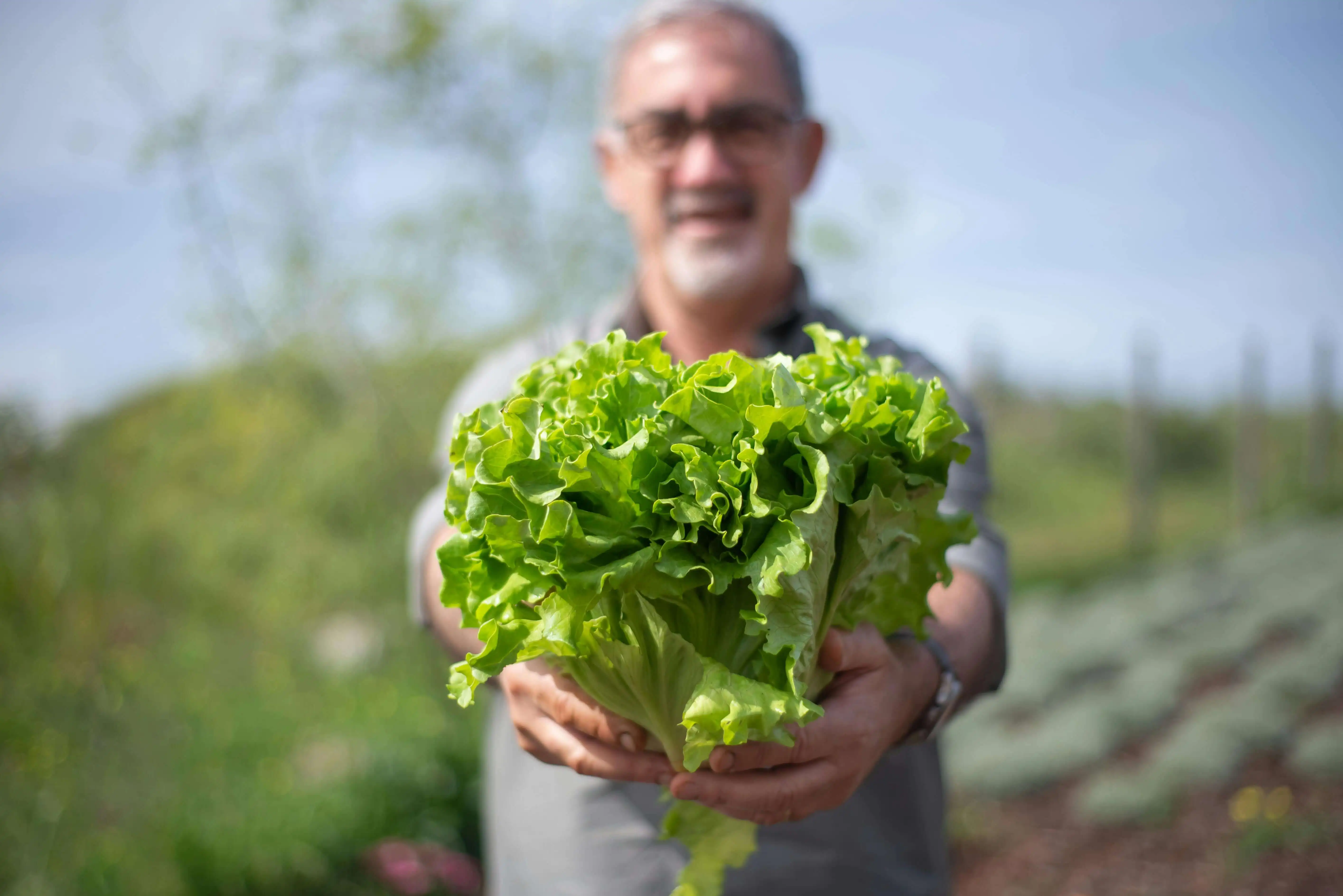 Salade verte